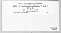 Mycosphaerella fraxini image
